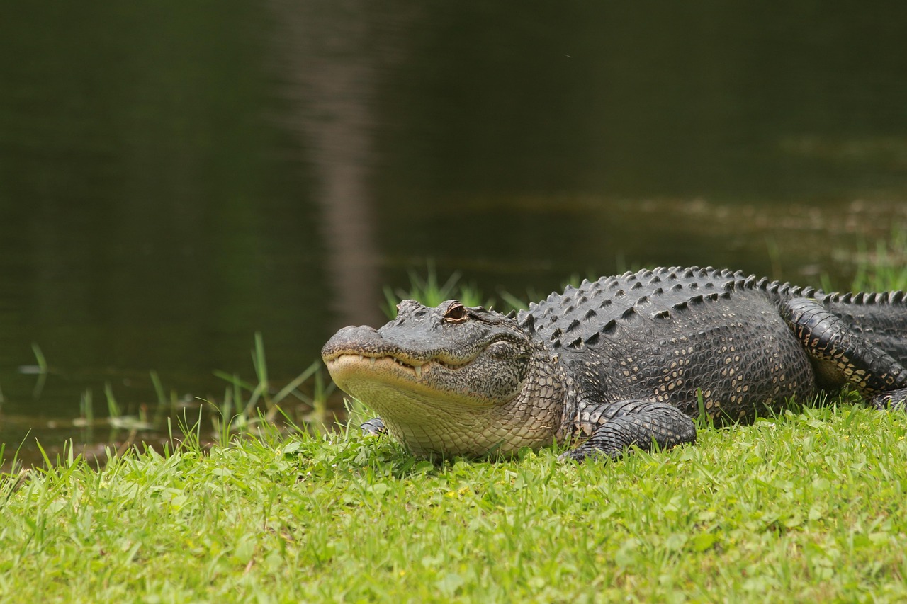 alligator