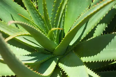 aloevera
