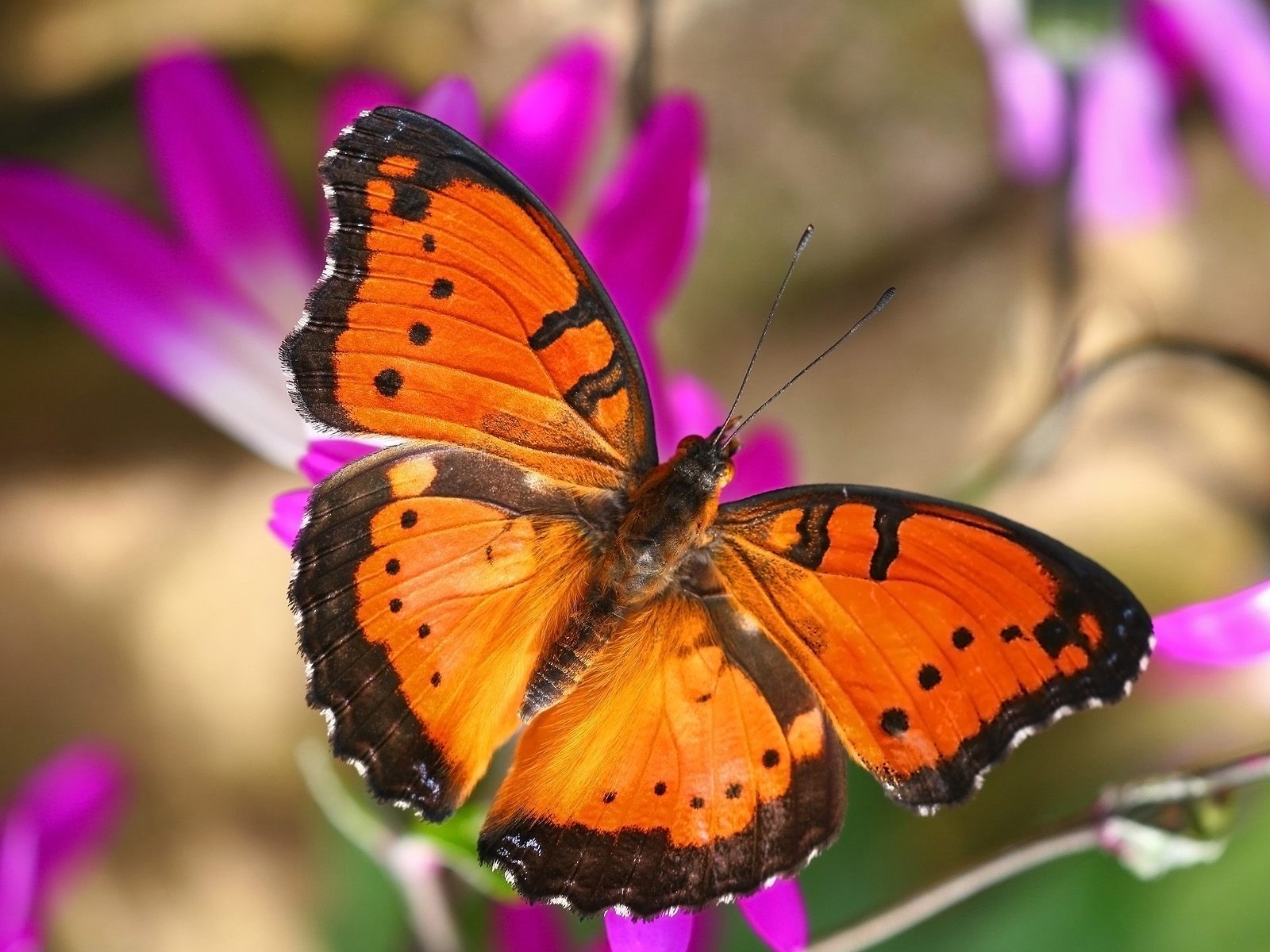 butterfly