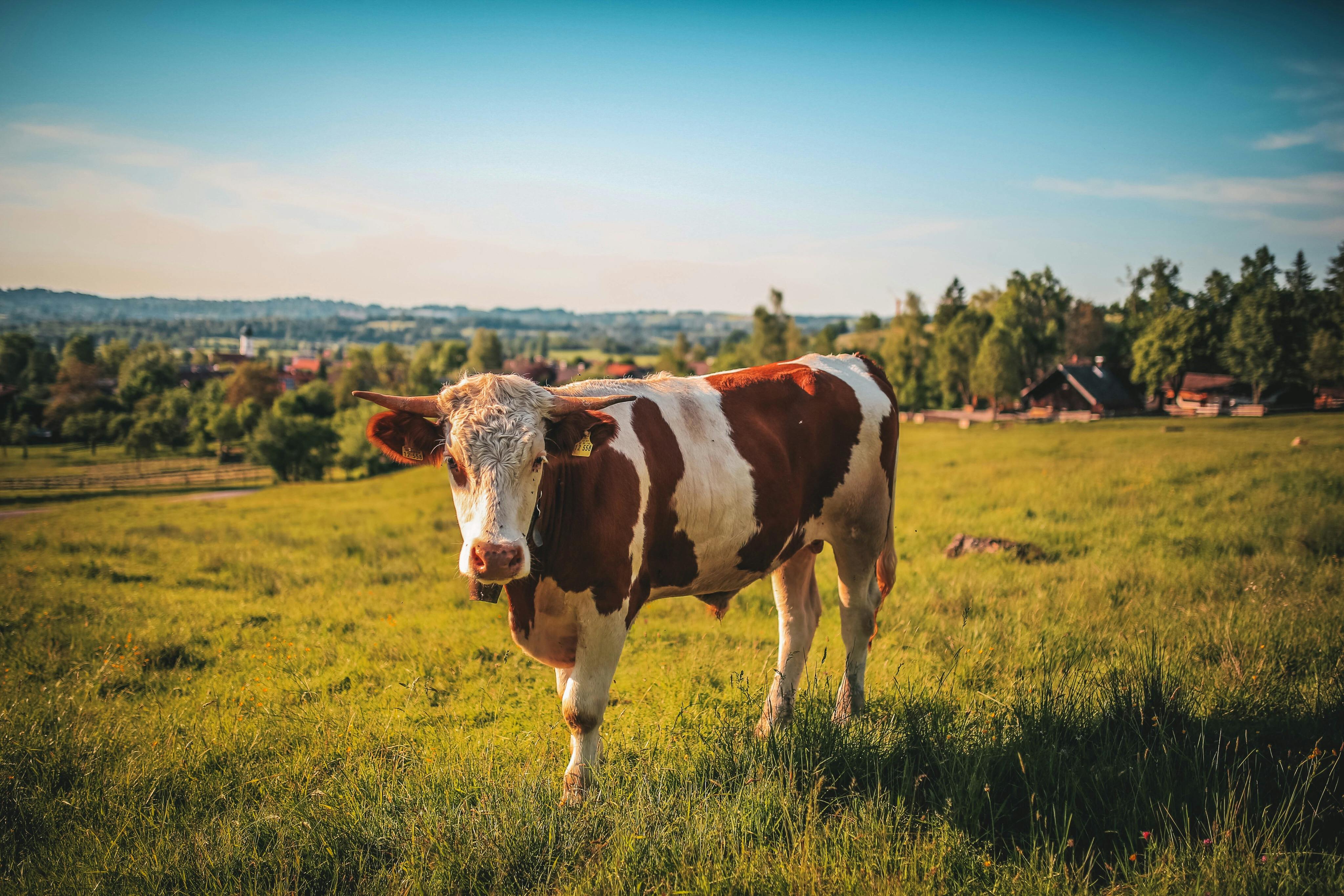 cow