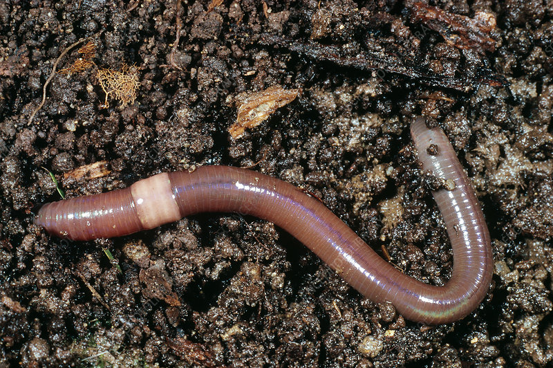 earthworm