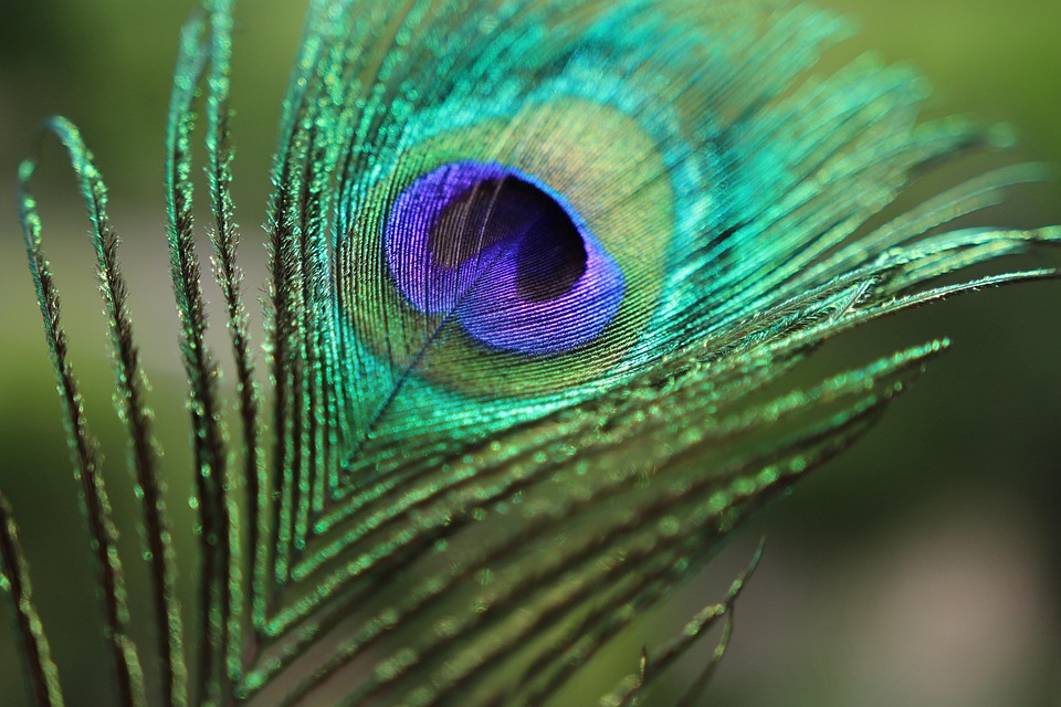feather